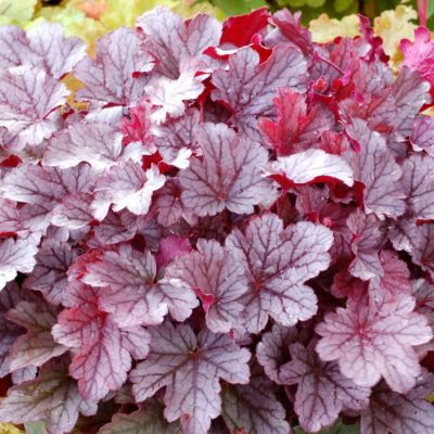 Heuchera 'Milan'