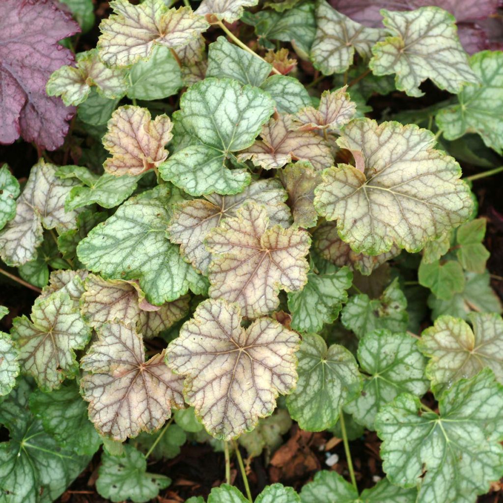 Heuchera ‘Mint Frost’ TERRA NOVA® Nurseries, Inc.