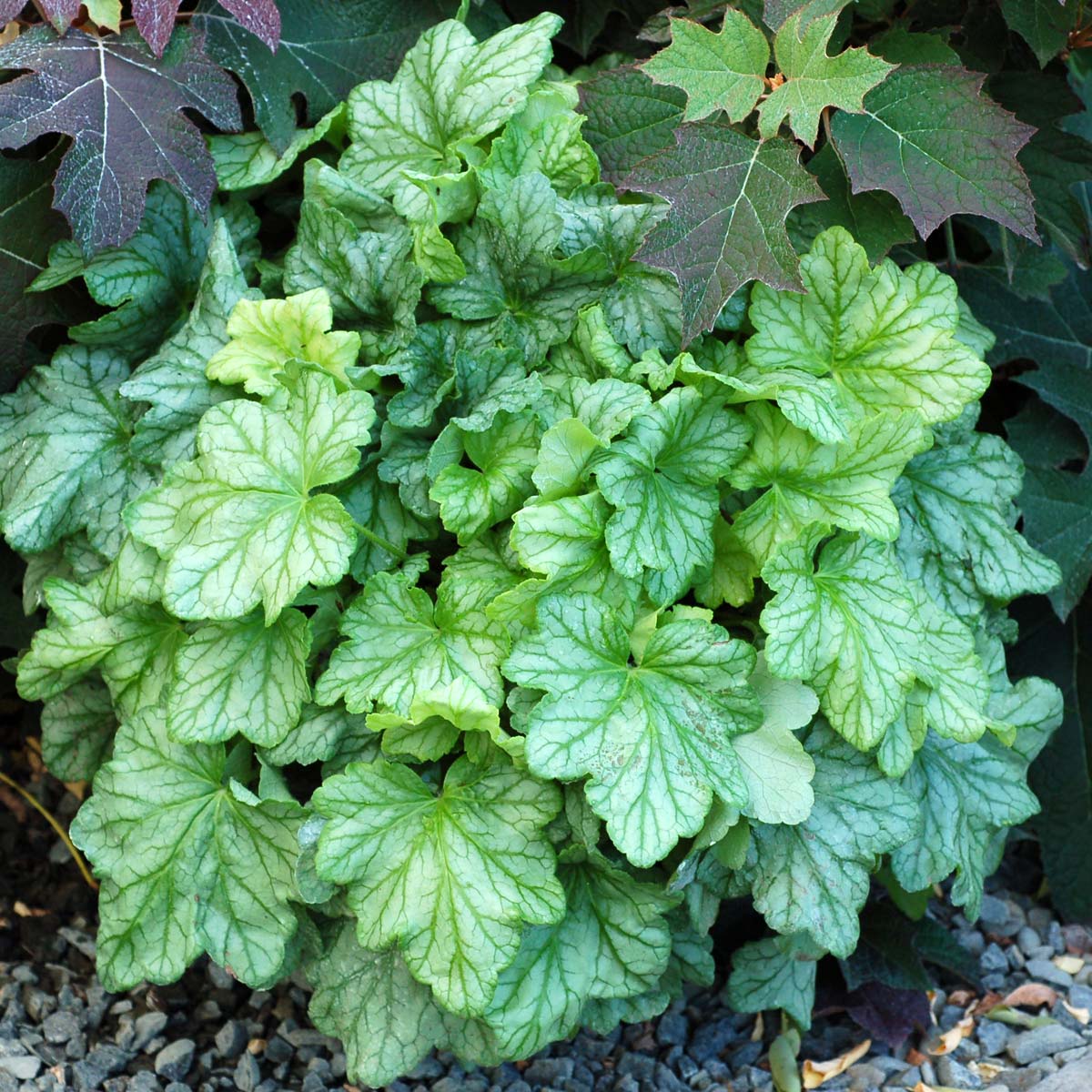 Mint Julep Juniper ® is a commonly planted evergreen shrub in Iowa.