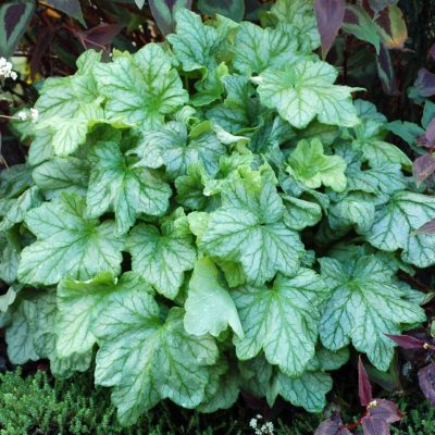 Heuchera 'Mint Julep'