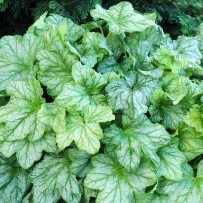 Heuchera 'Mint Julep'