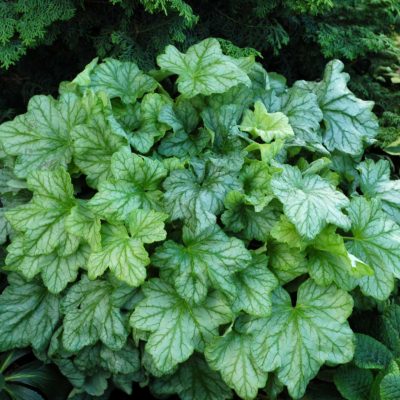 Heuchera 'Mint Julep'