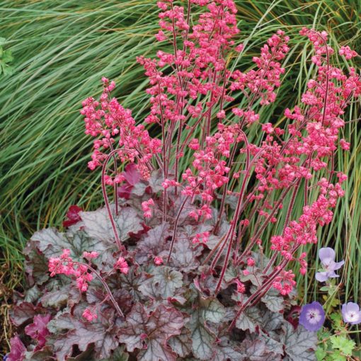 Heuchera 'Mysteria'