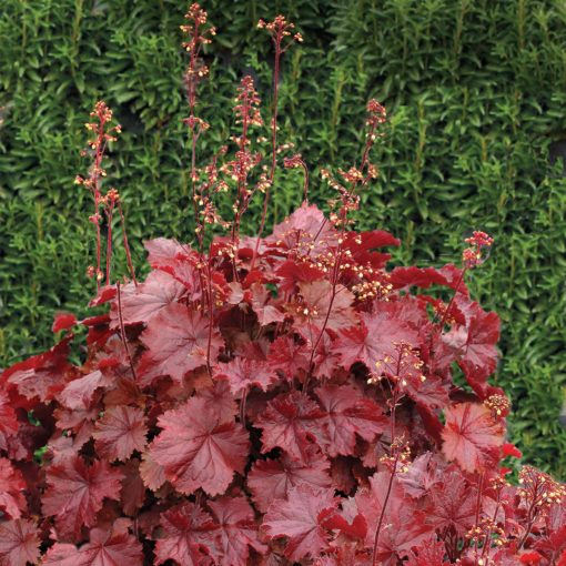 Heuchera NORTHERN EXPOSURE™ 'Red'