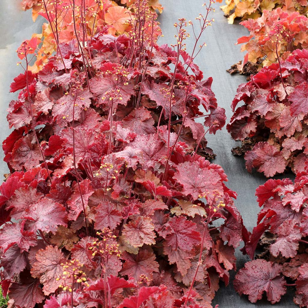 Heuchera NORTHERN EXPOSURE™ ‘Red’ TERRA NOVA® Nurseries, Inc.