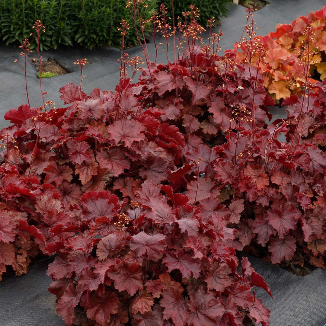 Heuchera NORTHERN EXPOSURE™ ‘Red’ TERRA NOVA® Nurseries, Inc.