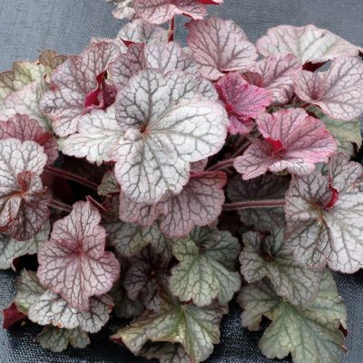 Heuchera NORTHERN EXPOSURE™ 'Silver'