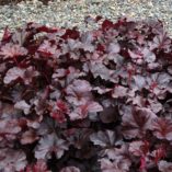 Heuchera 'Obsidian'