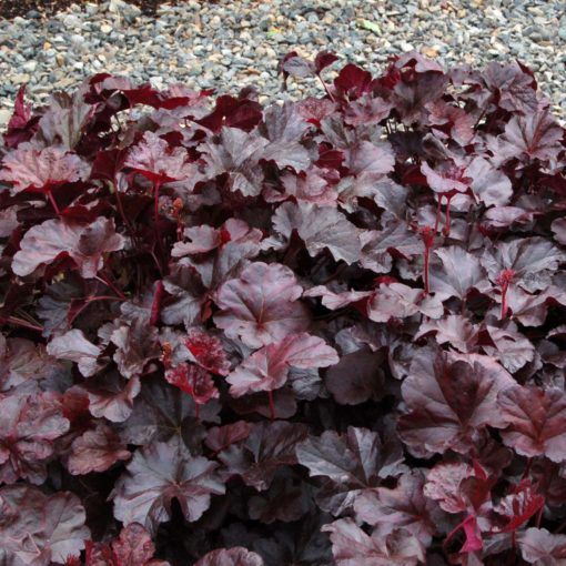 Heuchera | NOVA® Inc.