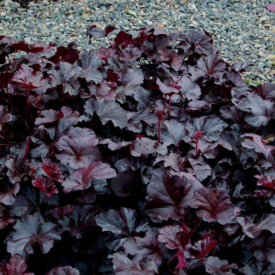 Heuchera 'Obsidian'