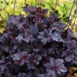 Heuchera 'Obsidian'