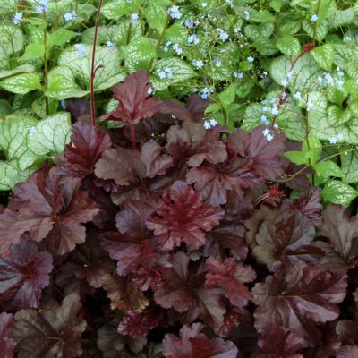 Heuchera 'Obsidian'