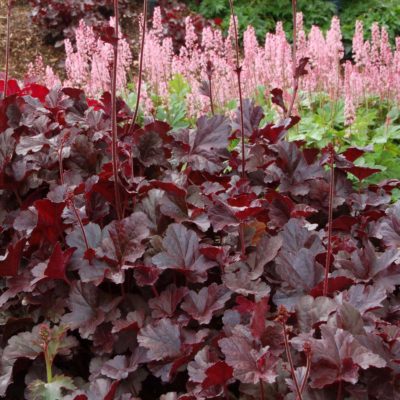 Heuchera 'Obsidian'