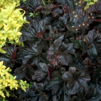 Heuchera 'Obsidian'