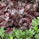 Heuchera 'Obsidian'