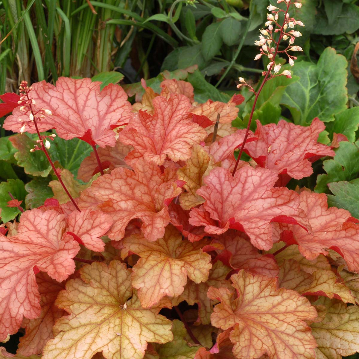 Heuchera 'Paprika'