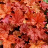 Heuchera 'Paprika'