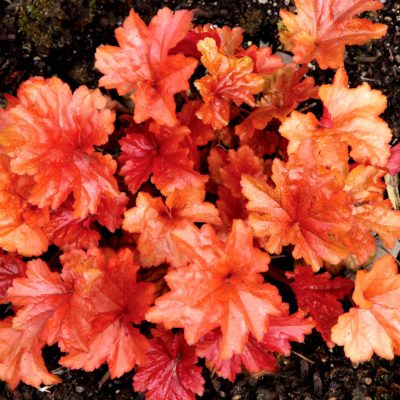 Heuchera 'Paprika'