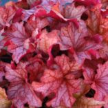 Heuchera 'Paprika'