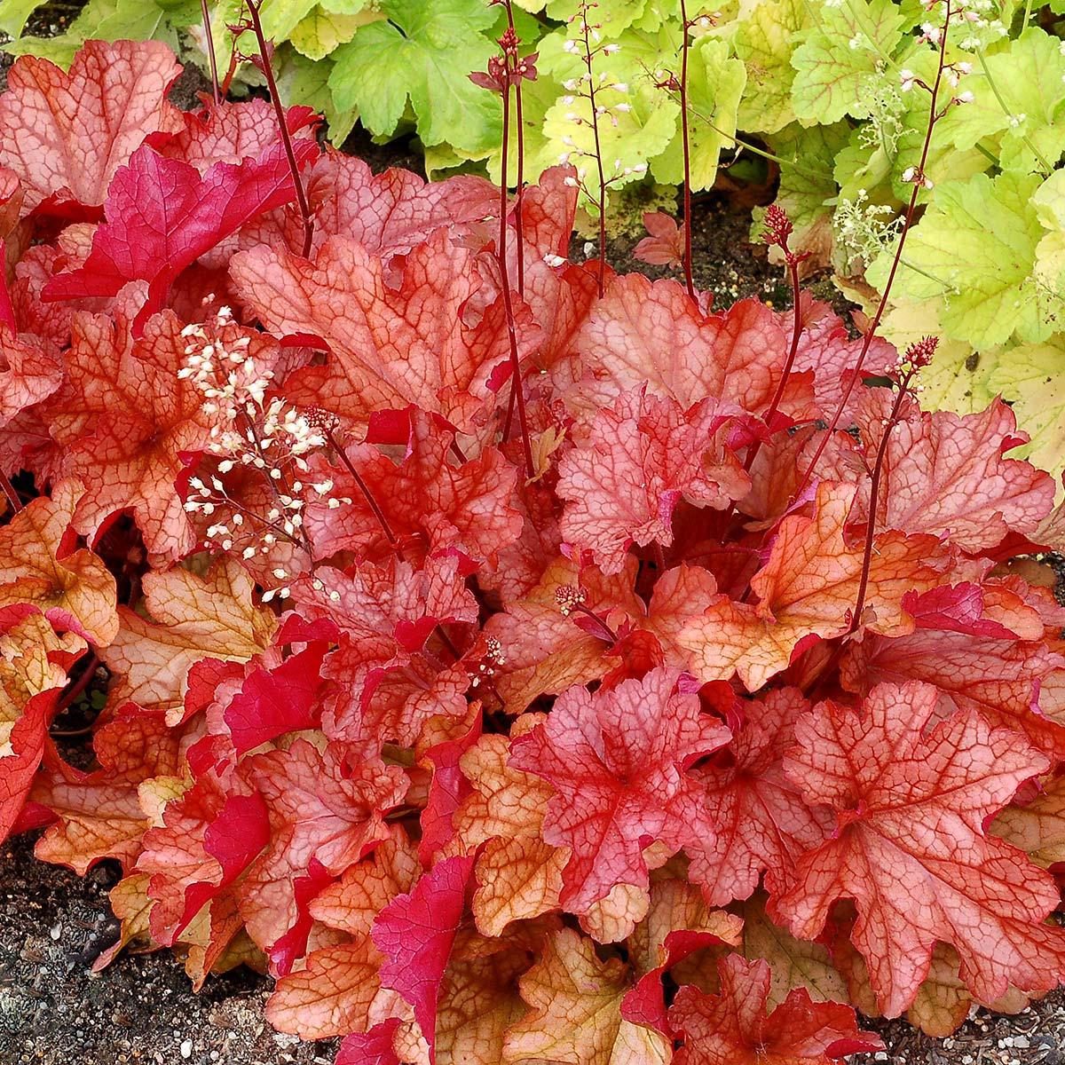 Heuchera 'Paprika'