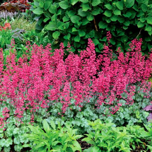 Heuchera 'Paris'