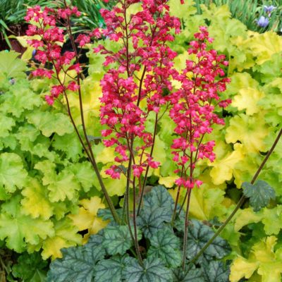 Heuchera 'Paris'