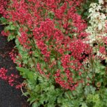 Heuchera 'Paris'