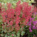 Heuchera 'Paris'