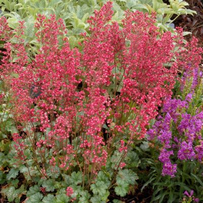 Heuchera 'Paris'