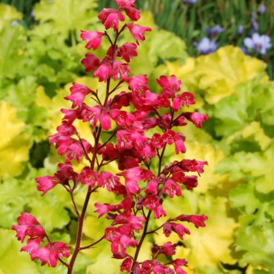 Heuchera 'Paris'