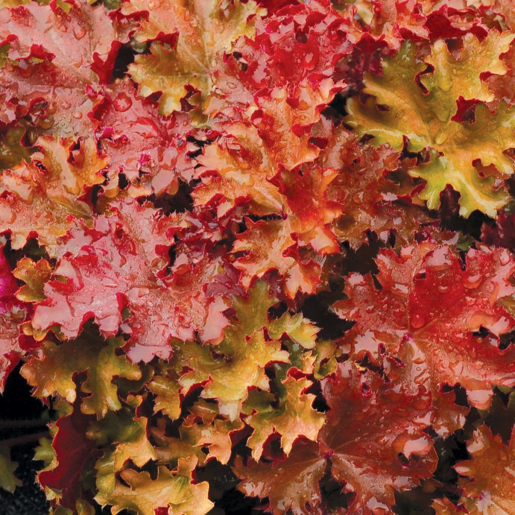 Heuchera ‘Peach Crisp’ | TERRA NOVA® Nurseries, Inc.