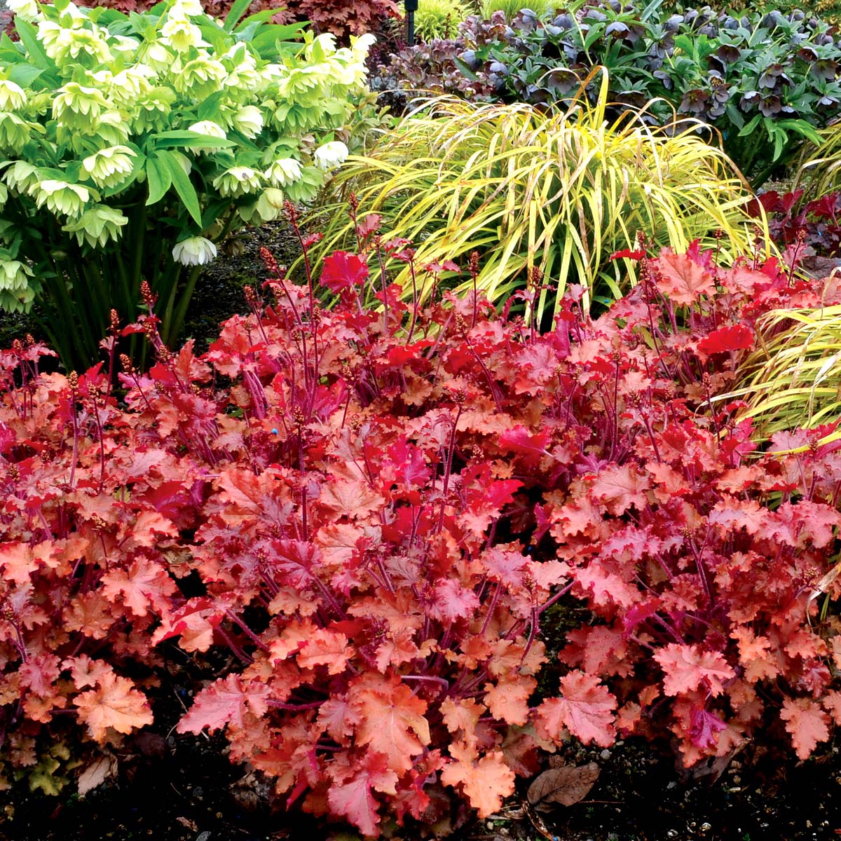 Heuchera 'Peach Crisp'