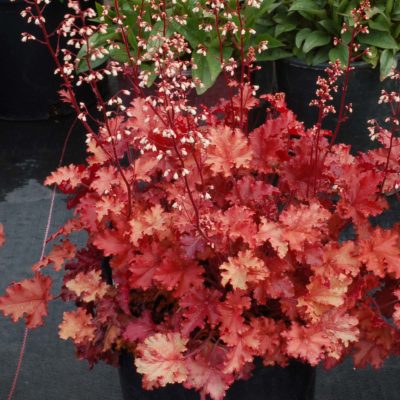 Heuchera 'Peach Crisp'