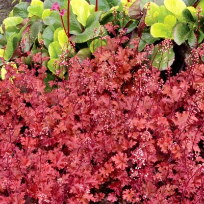 Heuchera 'Peach Crisp'