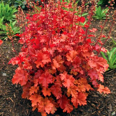 Heuchera 'Peach Crisp'