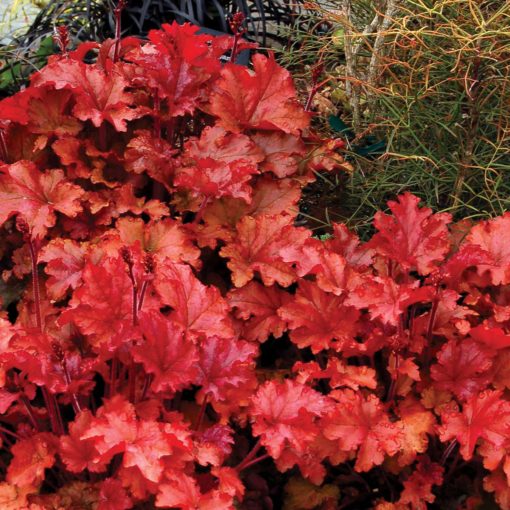 Heuchera 'Peach Flambe'