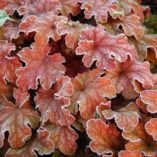 Heuchera 'Peach Flambe'