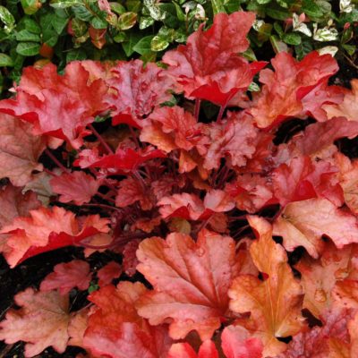 Heuchera 'Peach Flambe'