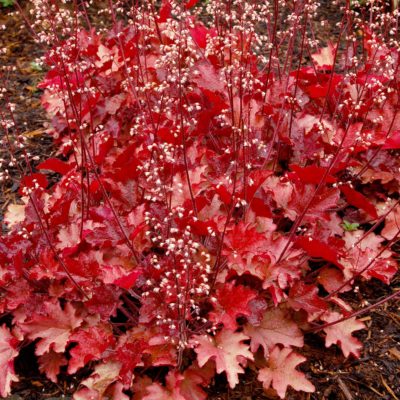 Heuchera 'Peach Flambe'