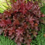 Heuchera 'Peach Flambe'