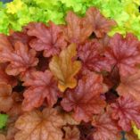 Heuchera 'Peach Flambe'