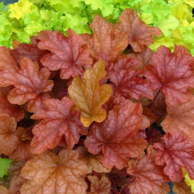 Heuchera 'Peach Flambe'