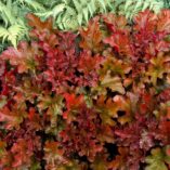 Heuchera 'Peach Flambe'