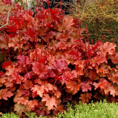 Heuchera 'Peach Flambe'