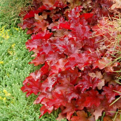 Heuchera 'Peach Flambe'