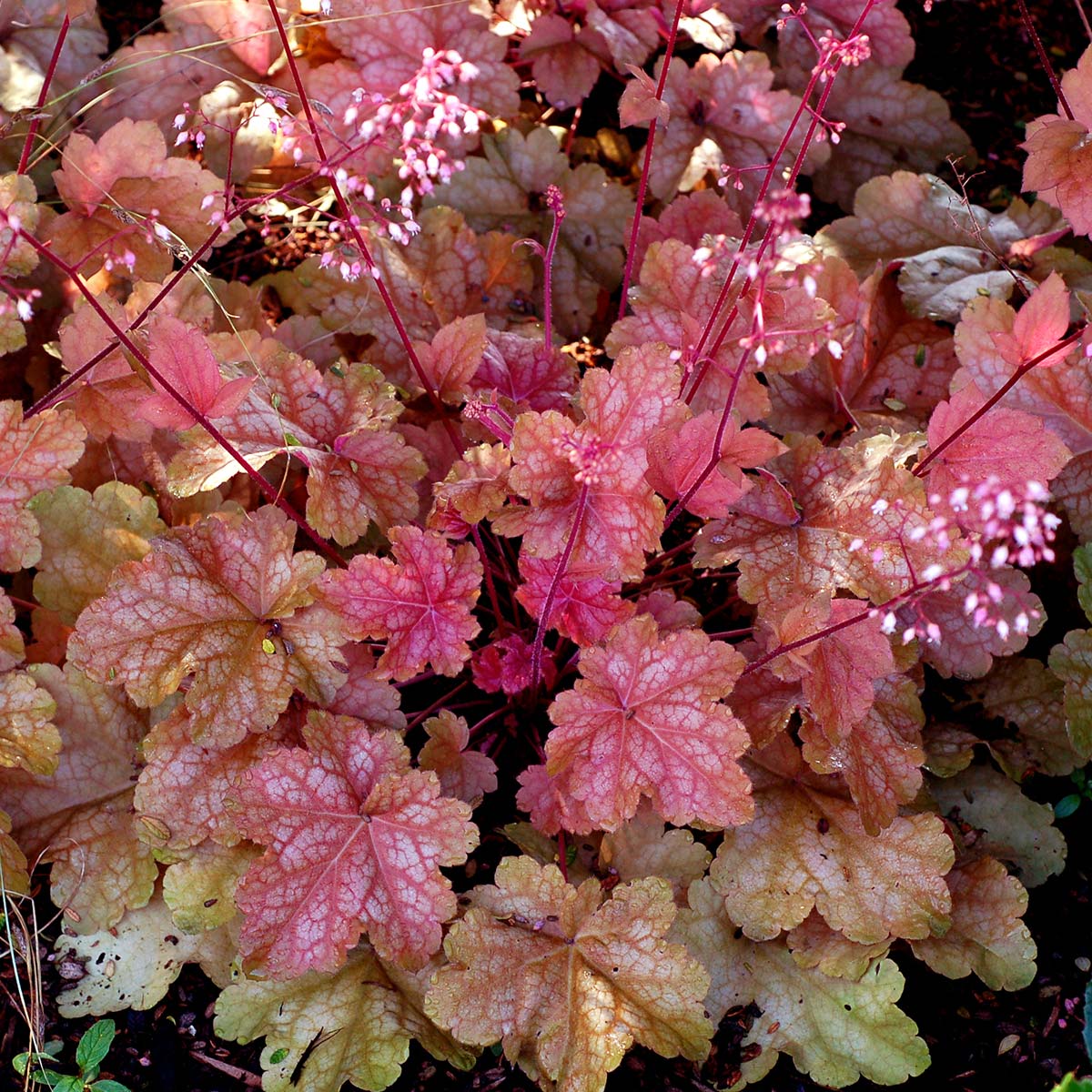 Heuchera 'Peach Melba'