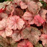 Heuchera 'Peachy Keen'