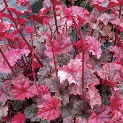 Heuchera 'Peachy Keen'