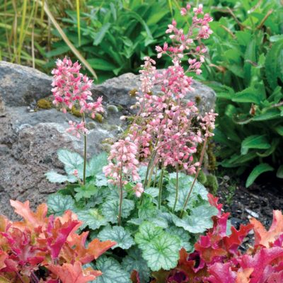 Heuchera LITTLE CUTIES™ 'Peppermint'