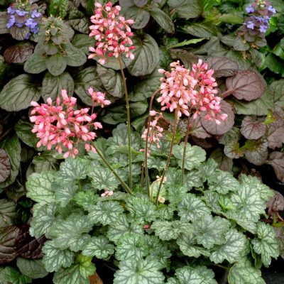 Heuchera LITTLE CUTIES™ 'Peppermint'